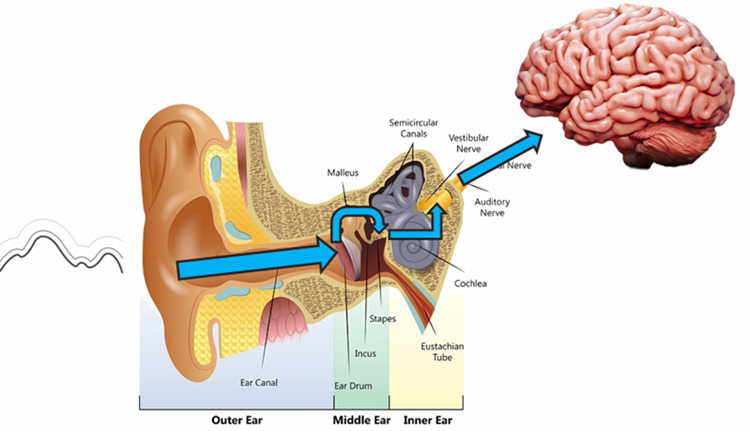 diagram of the human ear
